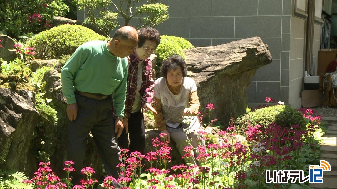 伊那市手良 羽柴さん宅 クリンソウ見ごろ