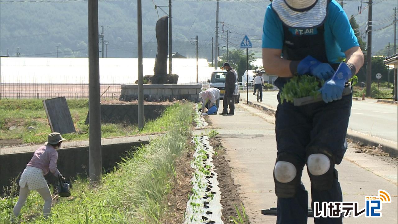 榛原花の会がマリーゴールドの苗の定植