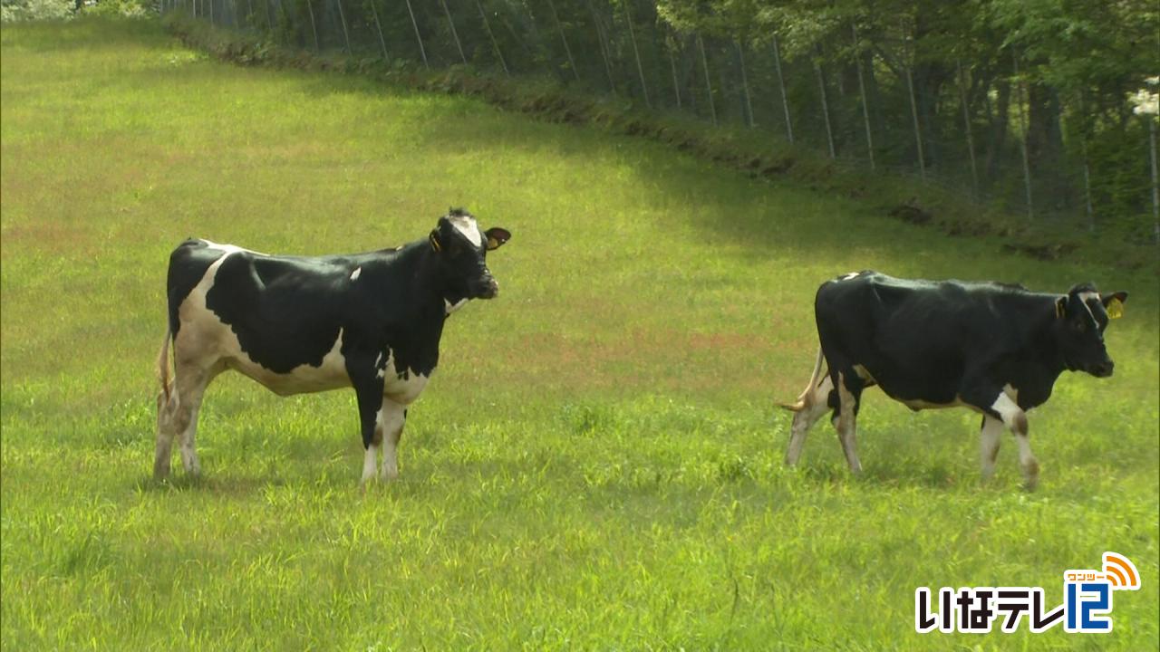 入笠牧場に牛を放牧