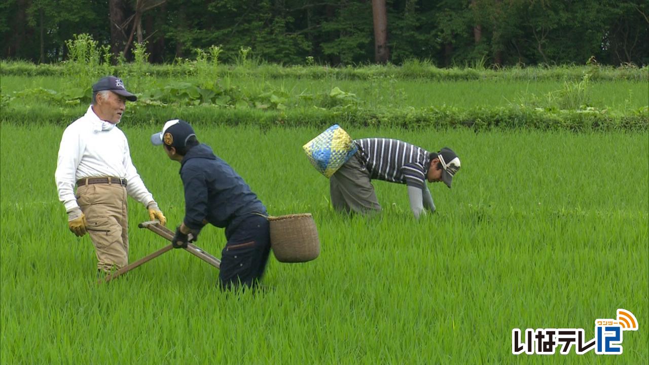 横山維者舎　田んぼの草取り