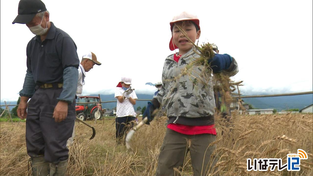 富県小４年生麦の収穫体験