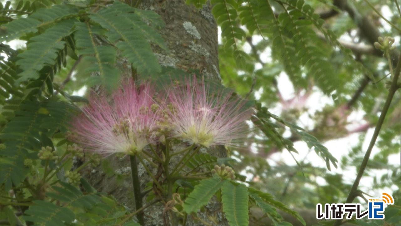 高橋さん宅でねむの木の花見ごろ