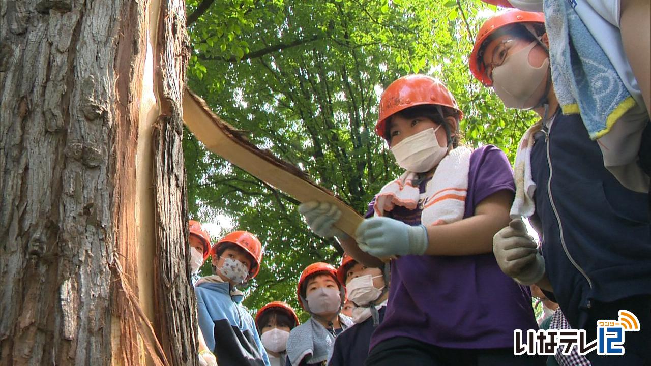 伊那西小児童が木の皮むき体験