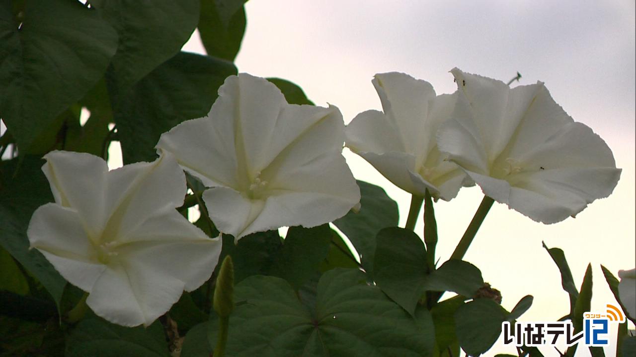 池上さん宅でヨルガオ見ごろ