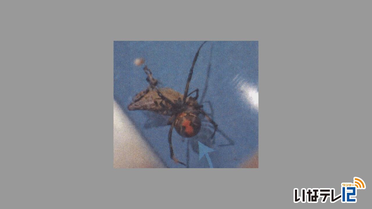 駒ヶ根市で毒グモ セアカゴケグモ 確認 ニュース 伊那谷ねっと