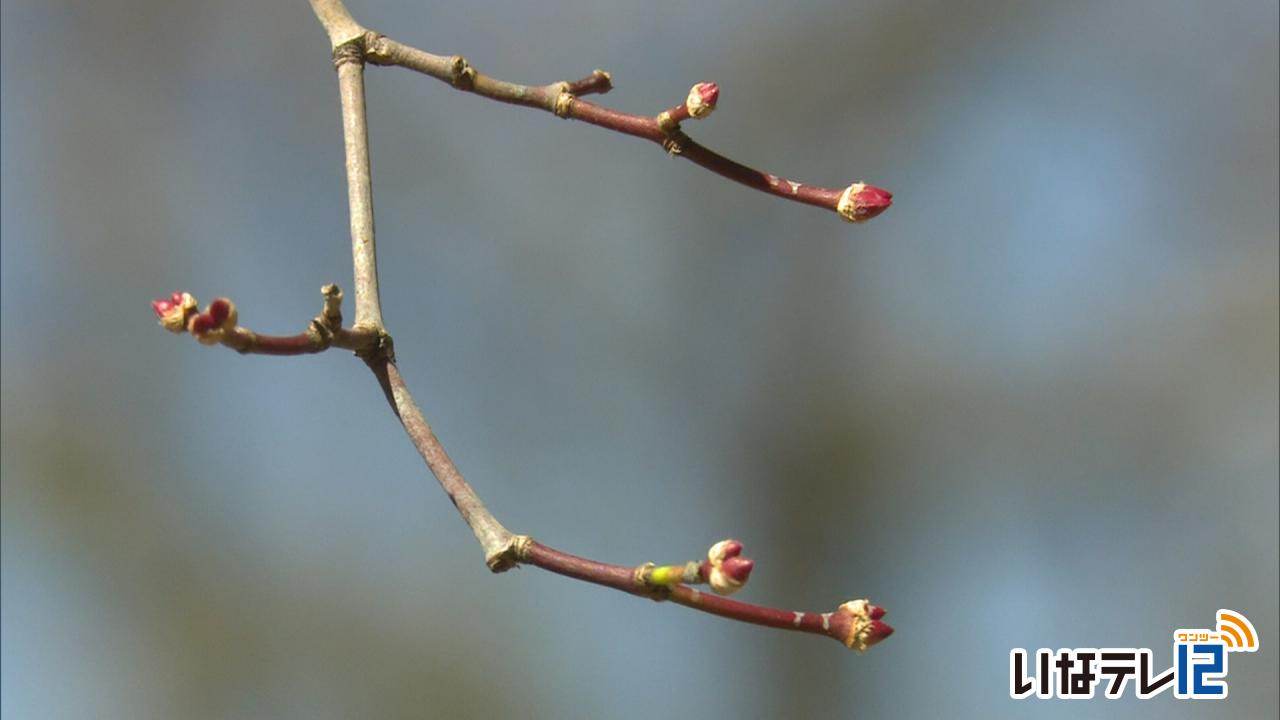 桜の開花予想　４月１日