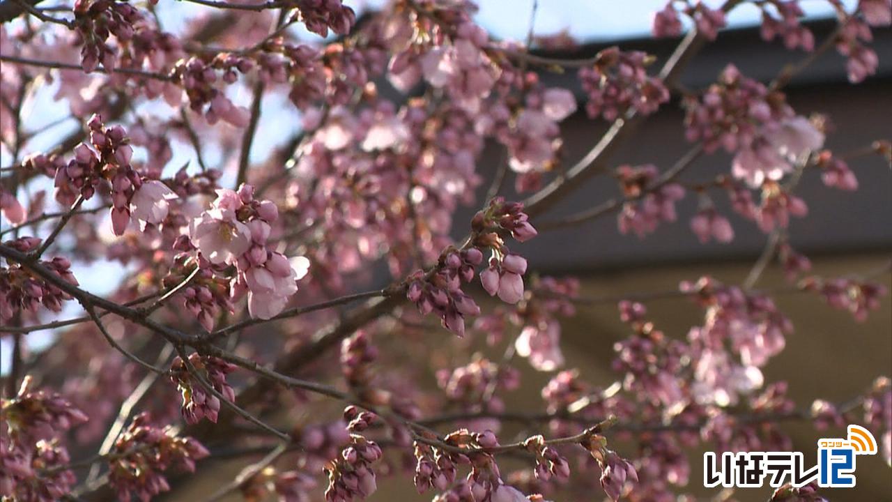 過去最速　南信森林管理署の桜が開花