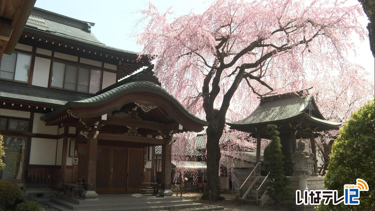 長桂寺の枝垂れ桜　満開