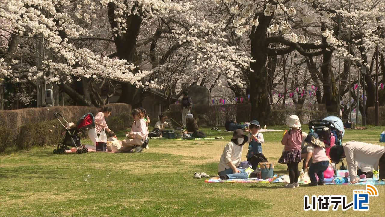 春日公園　桜見ごろ