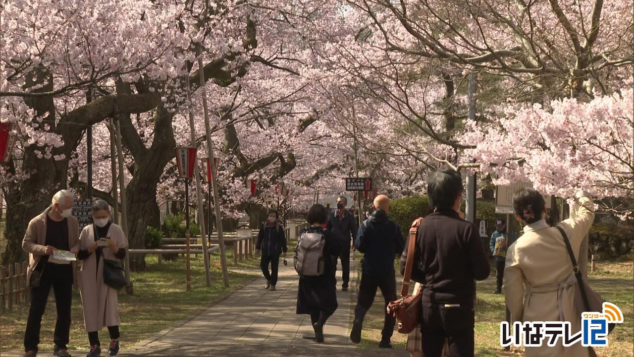 天下第一の桜 高遠城址公園 満開 ニュース 伊那谷ねっと