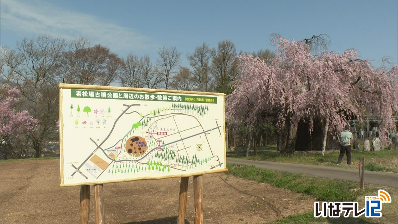 老松場の桜が見ごろ