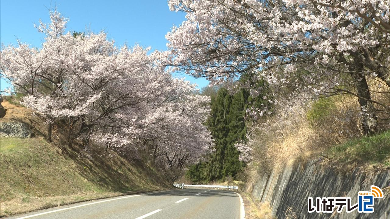 高遠町松倉の桜が見ごろ