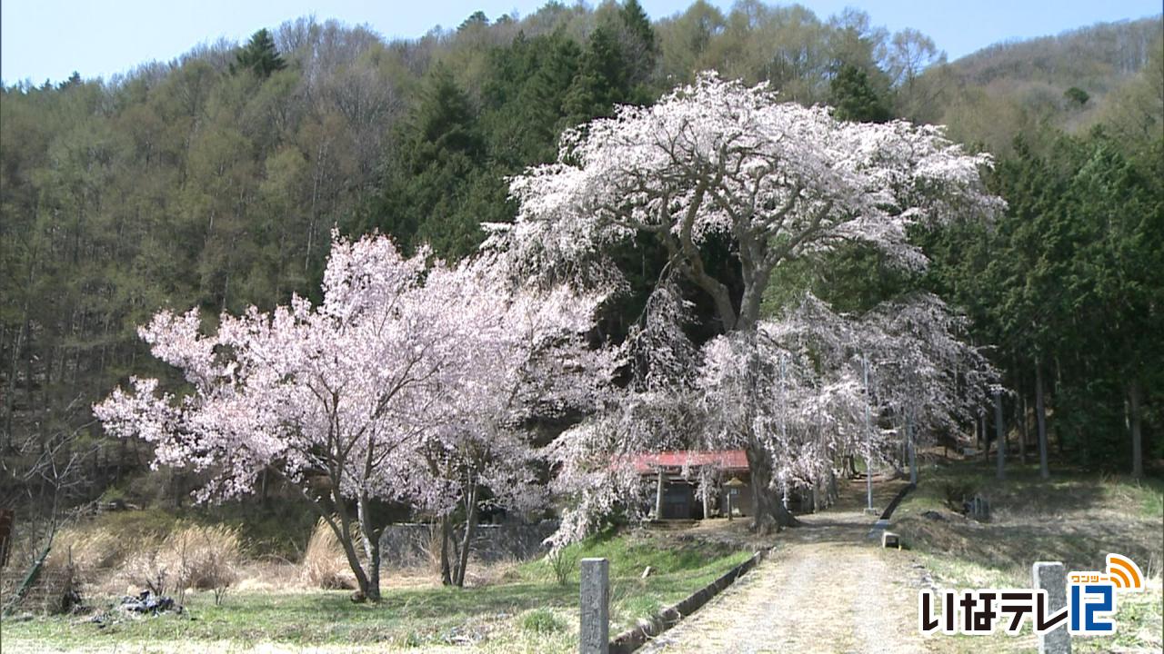伊那市高遠町の熊野神社の桜見頃