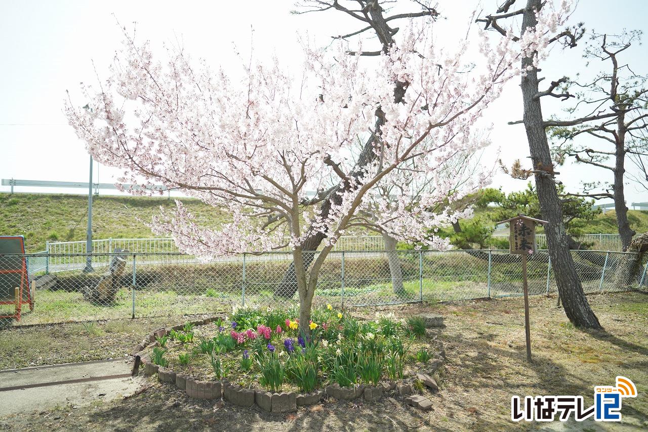 高砂中学校で今年も桜咲く