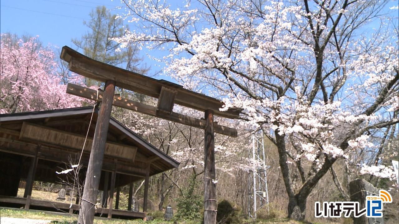 駒嶽神社の桜が見頃迎える