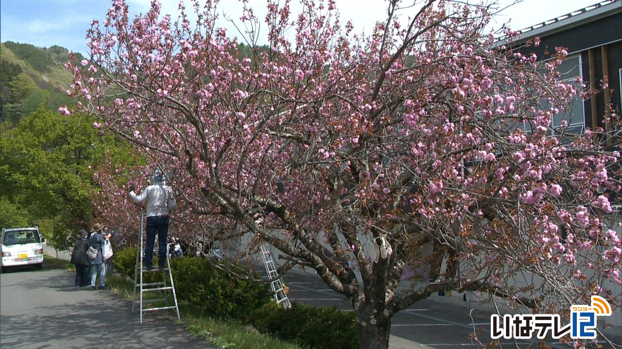 伊那市商工会女性部高遠支部　八重桜花摘み