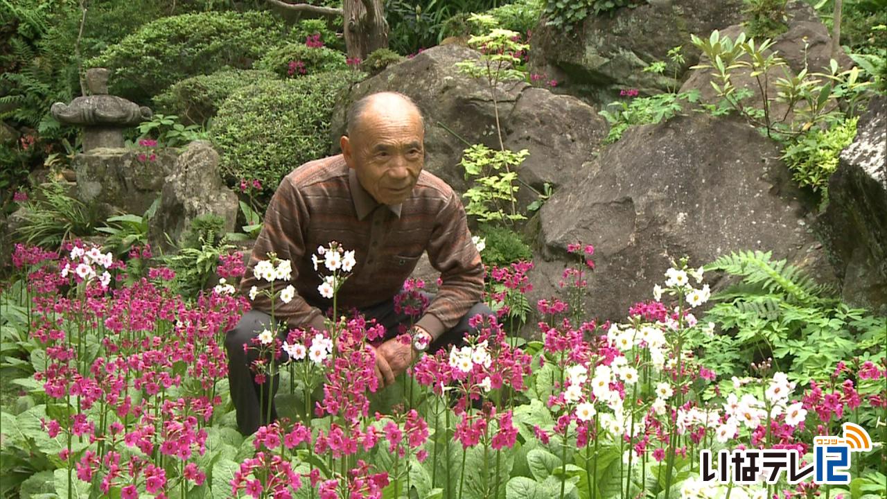 伊那市手良の羽柴さん宅　クリンソウ見ごろ