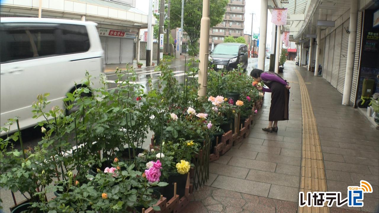 伊那バラフェスタ２３日から