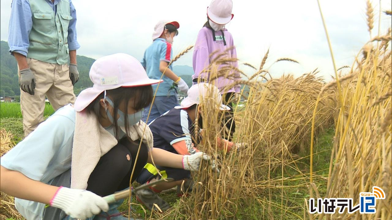 富県小の児童が麦を収穫