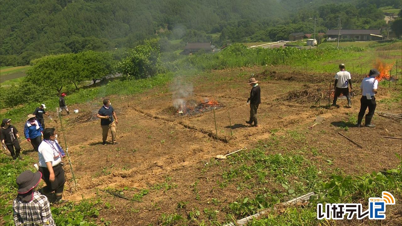 入野谷在来種を焼畑で栽培