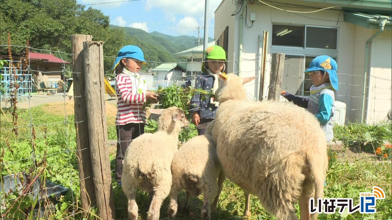 保育園の園庭に羊を放牧