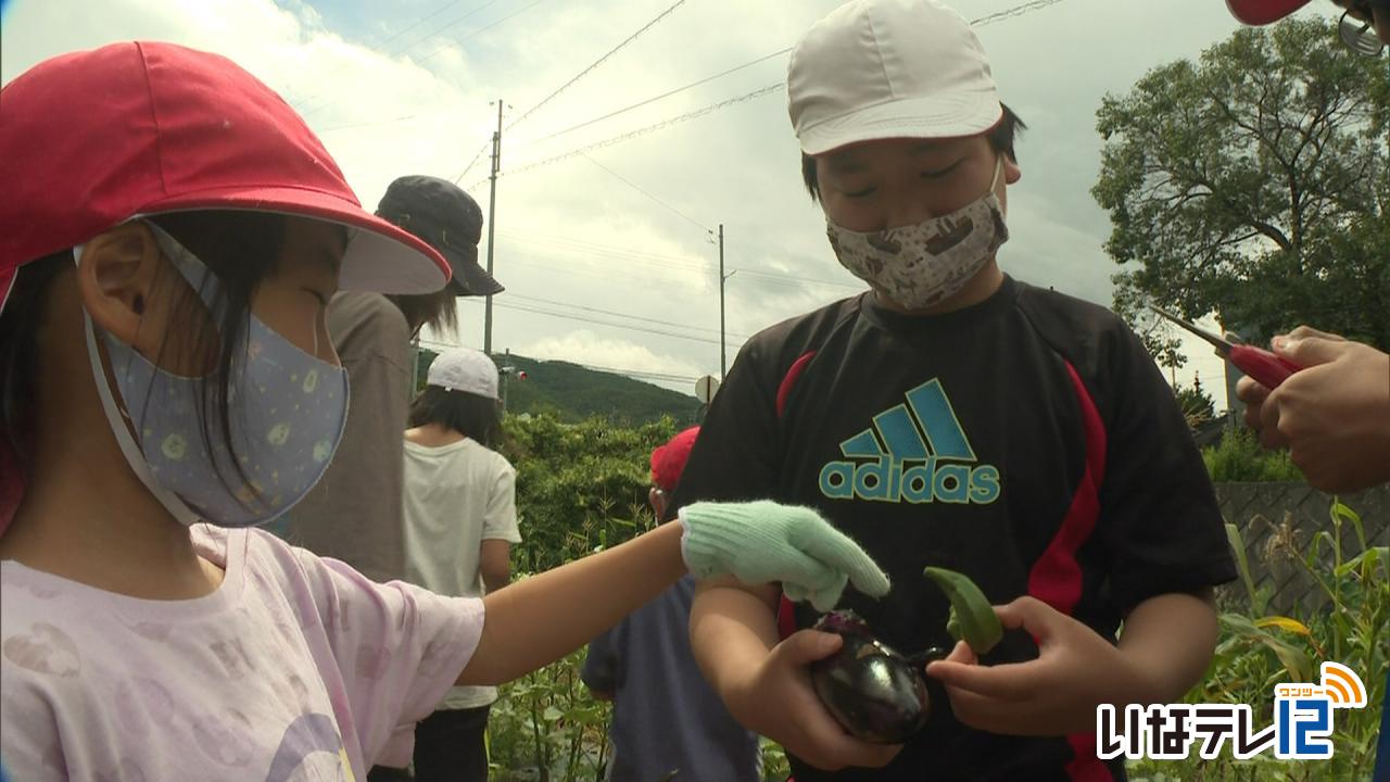 長谷小学校の児童　夏野菜の収穫体験