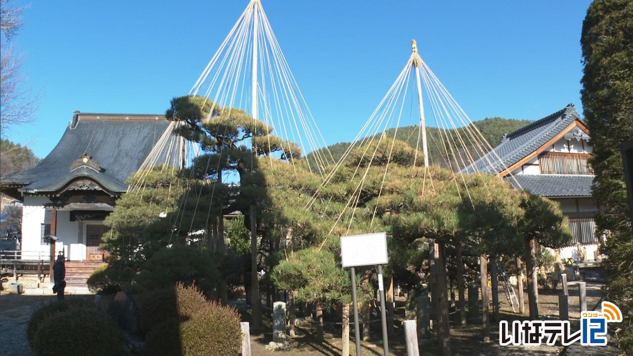 満光寺で松の雪吊り