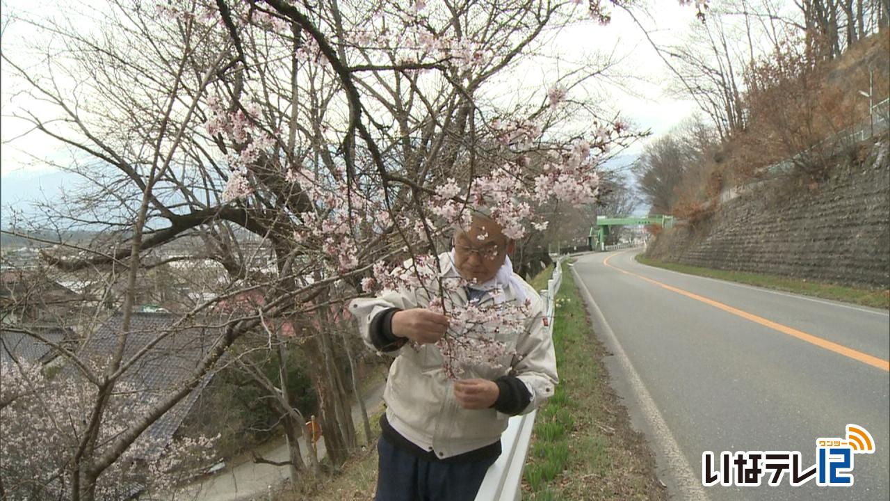 国道361号沿いの四季桜が咲く