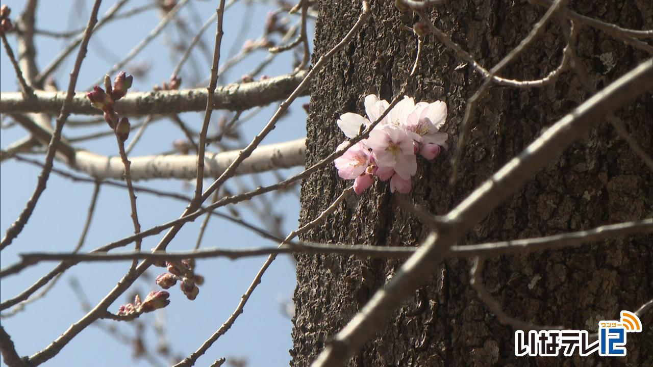 桜の開花予想　高遠城址は４日開花