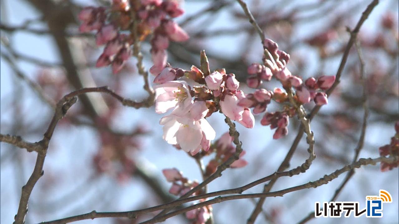最高気温２１.９度　伊那で桜が開花　