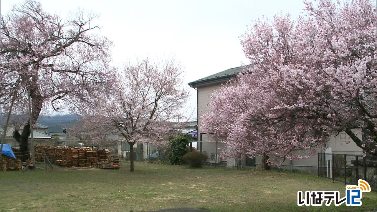 西春近公民館の桜　六分咲き