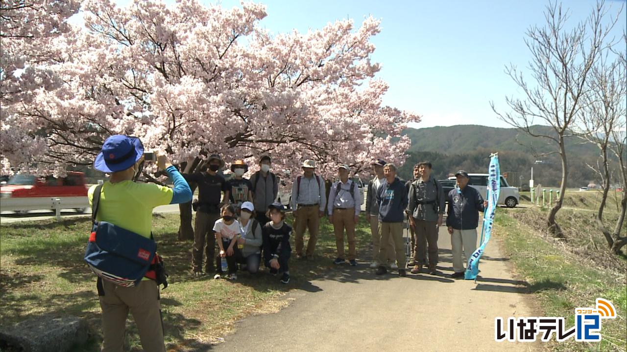 三峰川の桜めぐりツアー