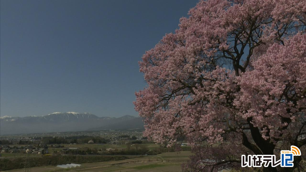 上ノ平城跡の一本桜が見頃