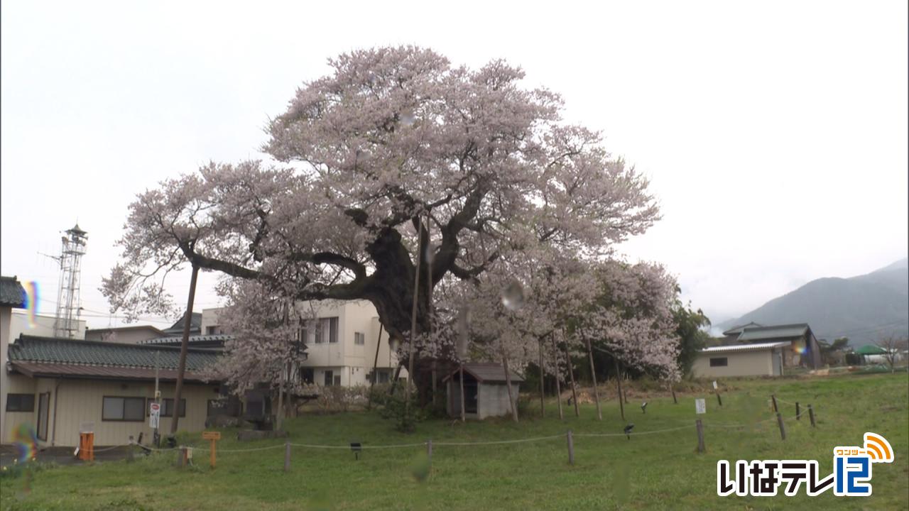 箕輪町中曽根の権現桜が満開