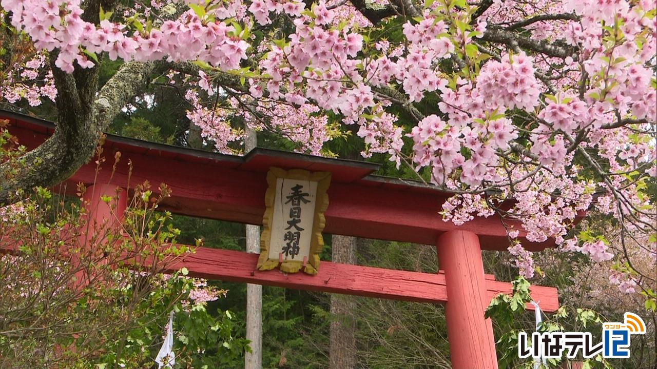 伊那市横山の春日社の桜