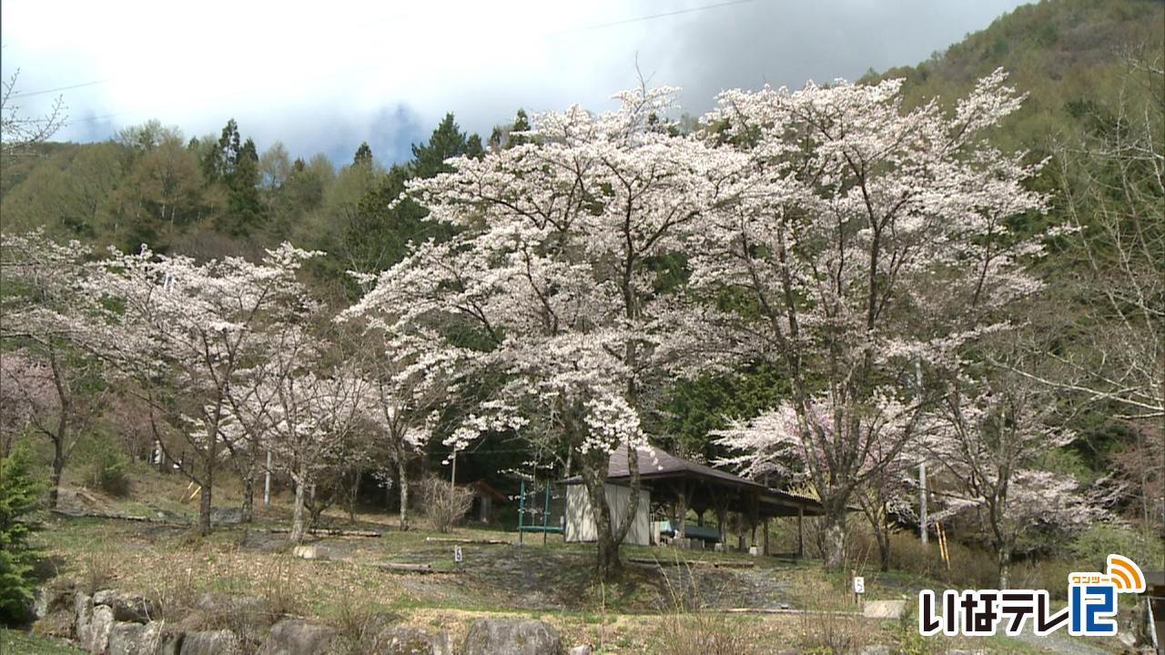 小黒川渓谷キャンプ場の桜見ごろ