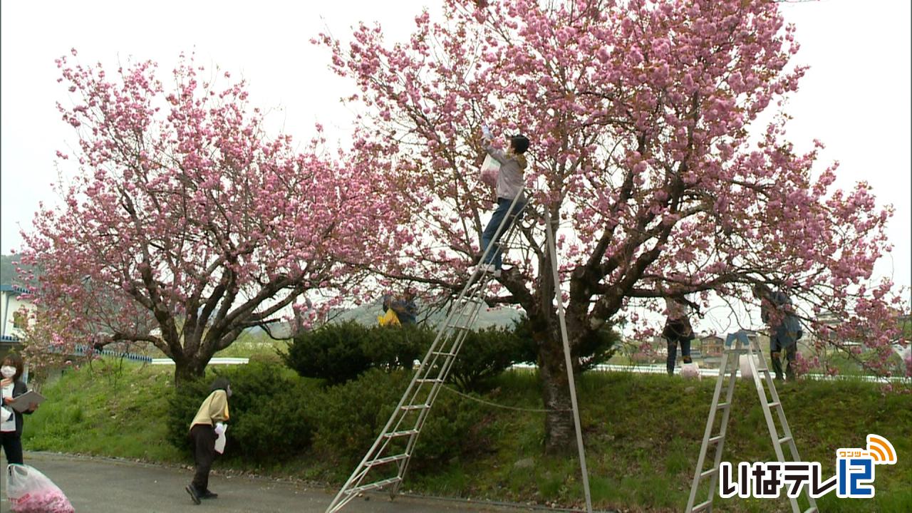 伊那市商工会女性部高遠支部　八重桜の花摘み
