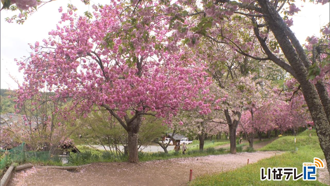 高遠町花の丘公園　八重桜見ごろ