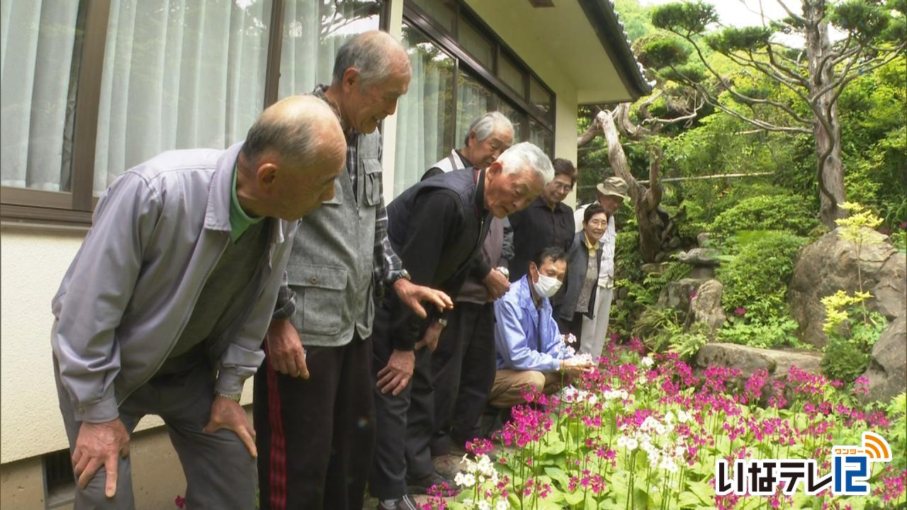 羽柴晴雄さん宅　クリンソウが見頃