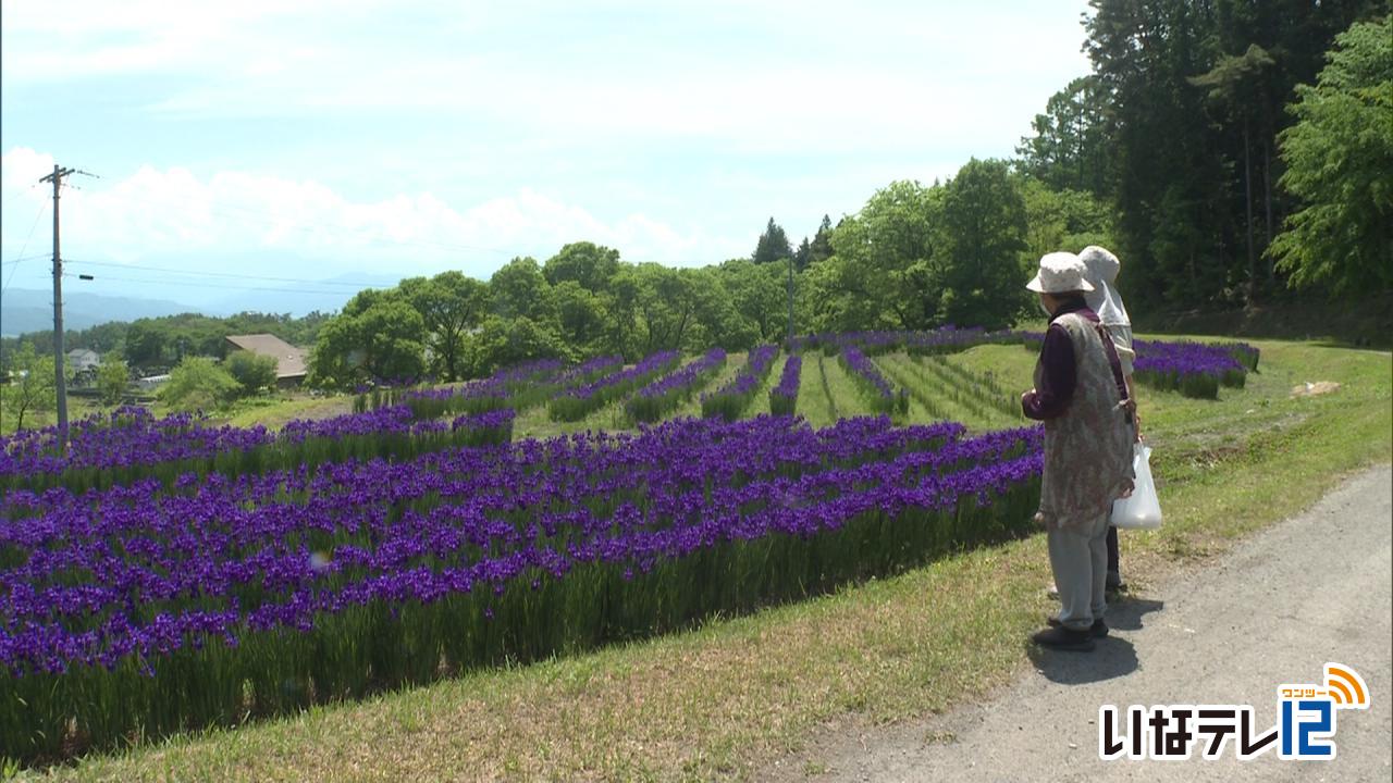 山ん田の会　アヤメ見ごろ