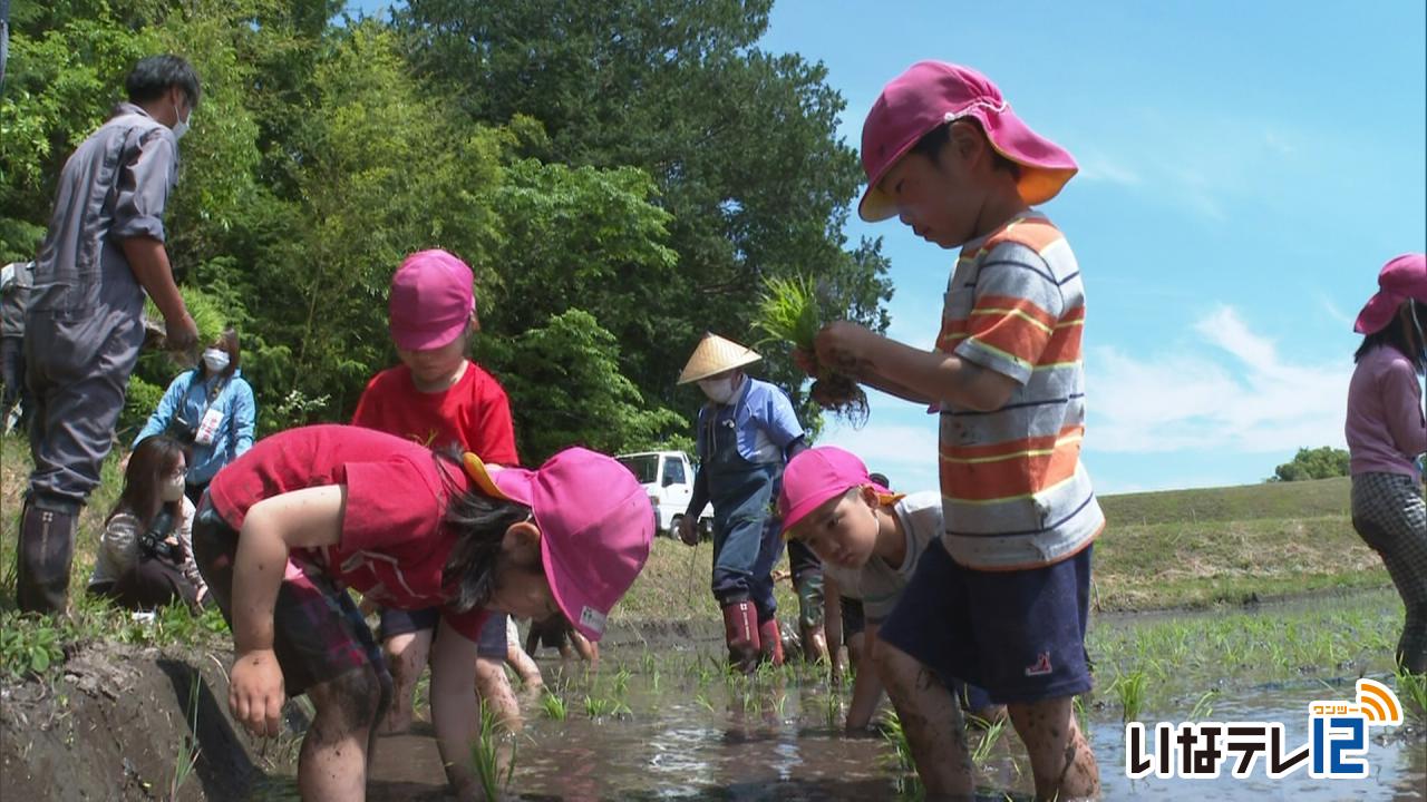 西春近北保育園　園児が田植え体験