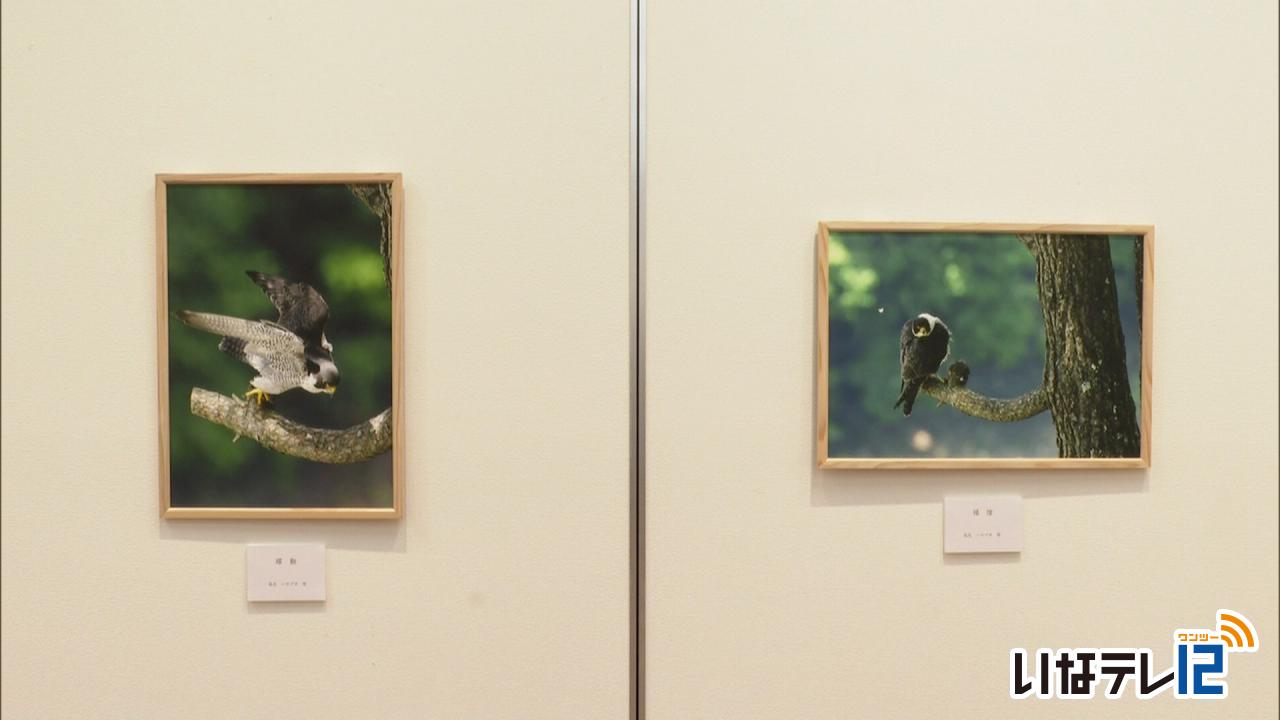 井上さん野鳥の写真展　静と動とらえる