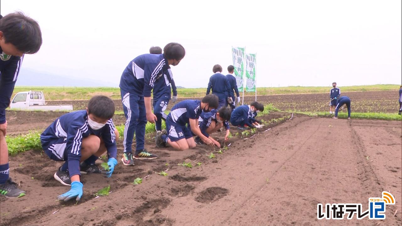 松本山雅が農業プロジェクトで大豆の苗植え