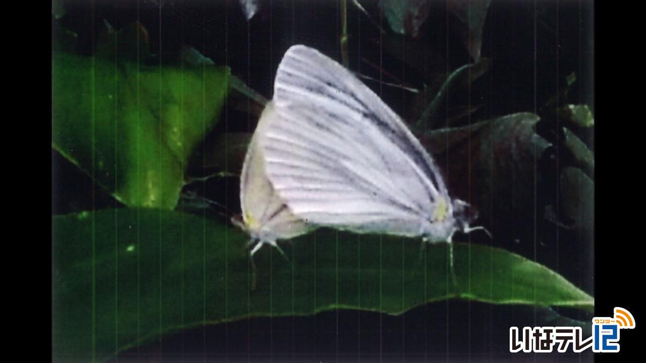 北原さん　蝶の交尾撮影　