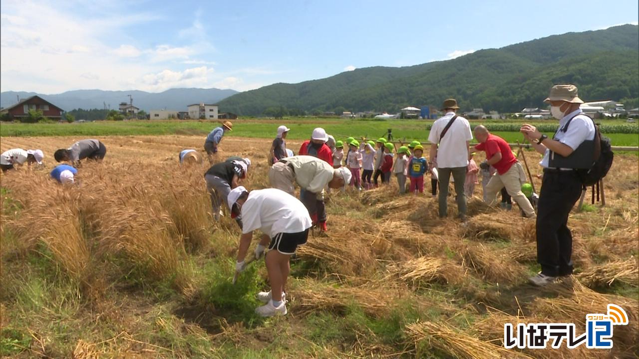 富県小学校の児童が麦刈り体験