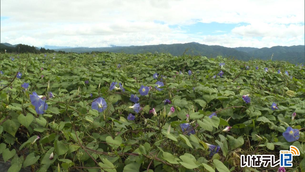 鮮やかな青い花のアサガオ　ヘブンリーブルー