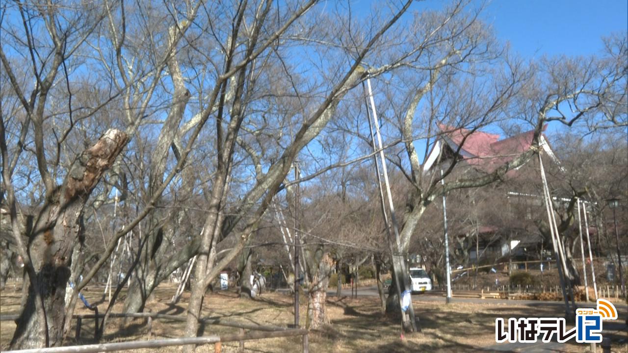 第１回桜開花予想　高遠城址公園４月４日
