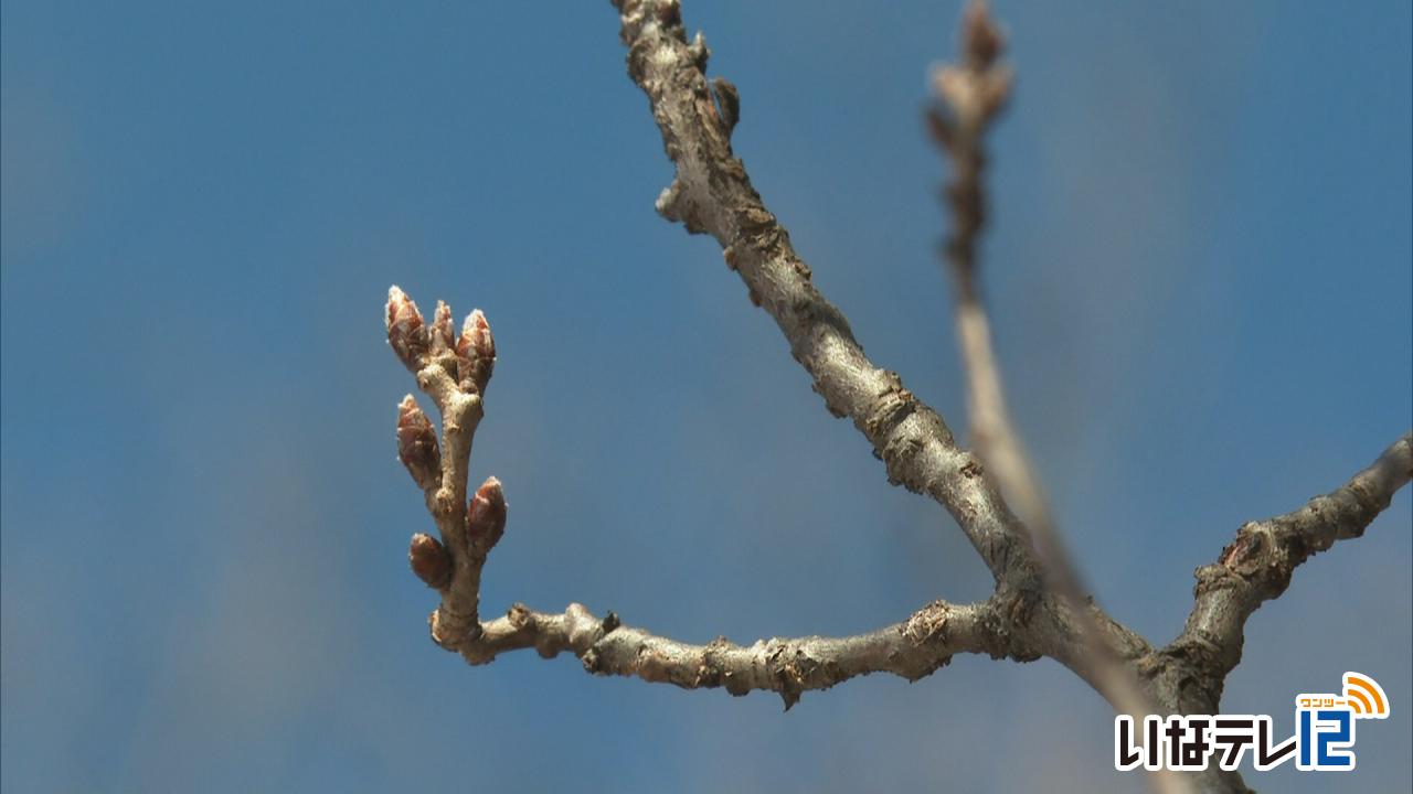 第３回桜開花予想　高遠城址公園は４月４日