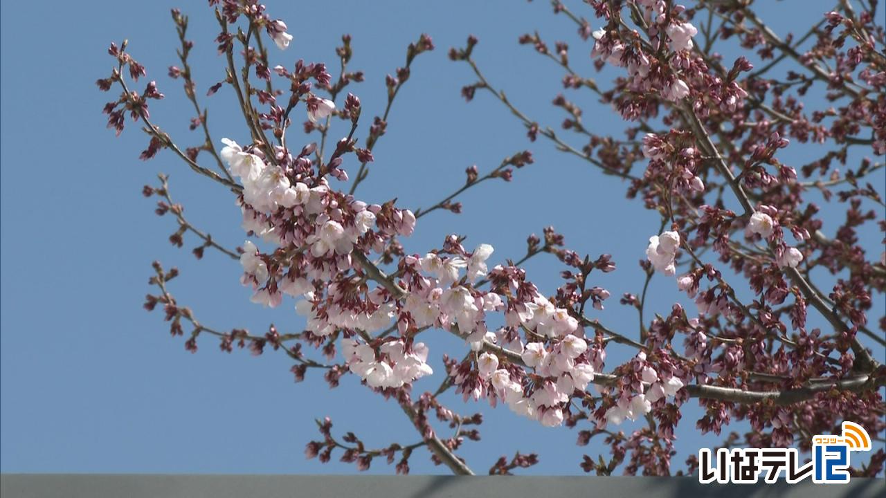 南信森林管理署で桜開花