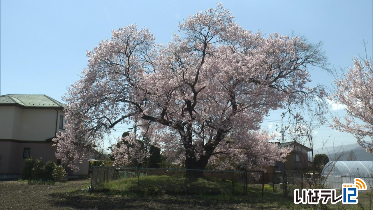 伊那地域　各地で桜の開花すすむ